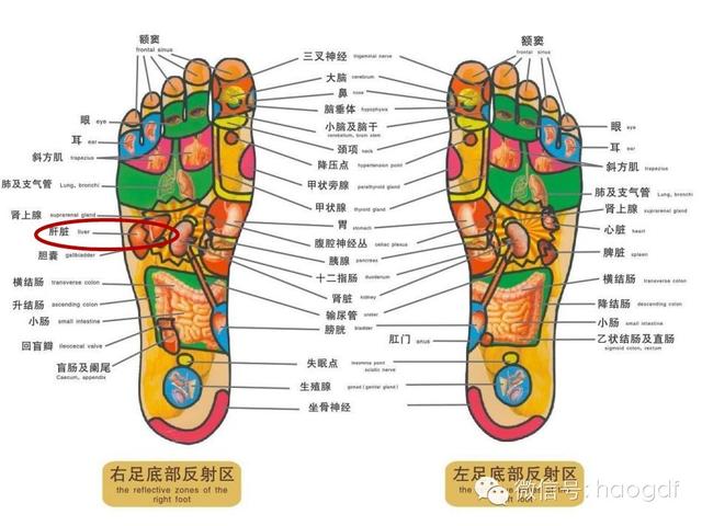 最新足部反射区示意图，探索足部健康与全身联系的奥秘