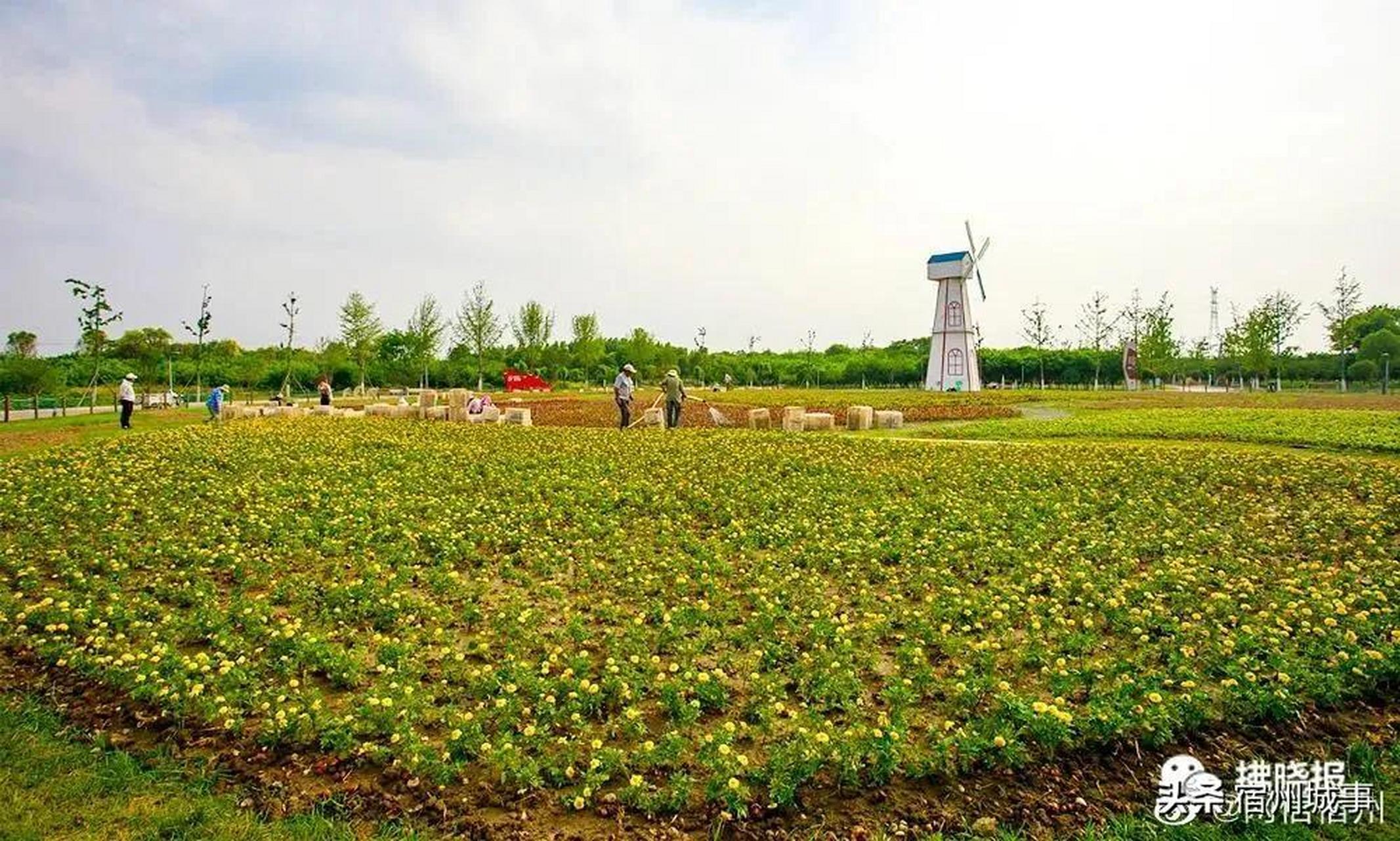 宿州植物公园最新动态报道