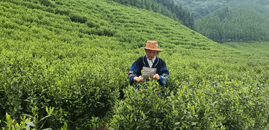 句容市张庙茶场人事大调整，引领茶场迈向新辉煌之路